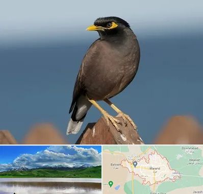 فروش مرغ مینا در مرند