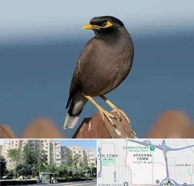 فروش مرغ مینا در آپادانا