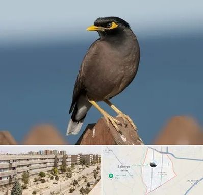 فروش مرغ مینا در واوان اسلامشهر