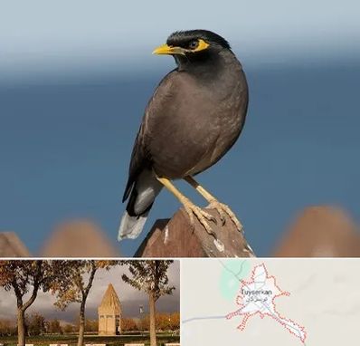 فروش مرغ مینا در تویسرکان