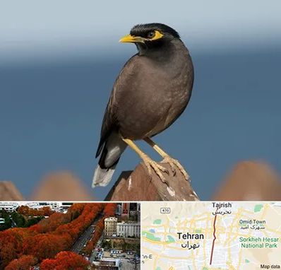 فروش مرغ مینا در ولیعصر 