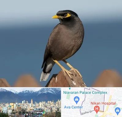 فروش مرغ مینا در آجودانیه 