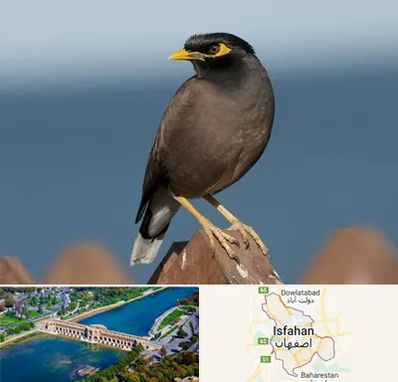 فروش مرغ مینا در اصفهان