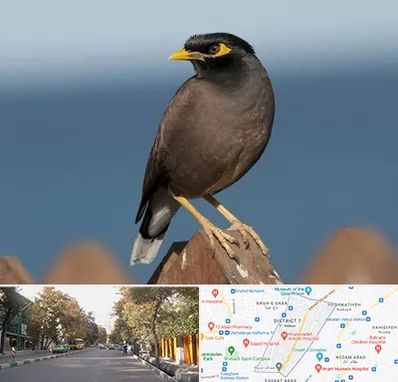 فروش مرغ مینا در شریعتی 