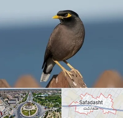 فروش مرغ مینا در صفادشت