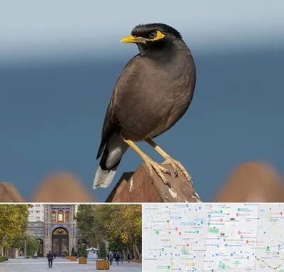 فروش مرغ مینا در منطقه 12 تهران 