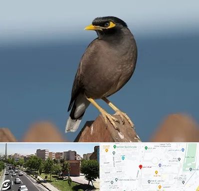 فروش مرغ مینا در شهرک آزمایش 