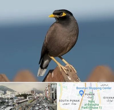 فروش مرغ مینا در پونک 