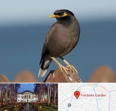 فروش مرغ مینا در باغ فردوس