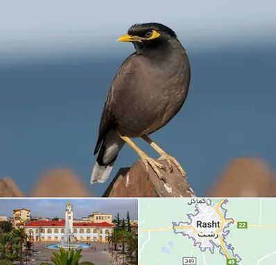 فروش مرغ مینا در رشت