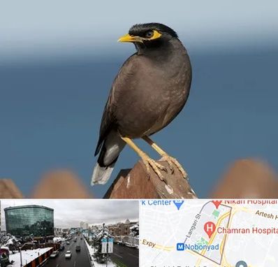 فروش مرغ مینا در اقدسیه 