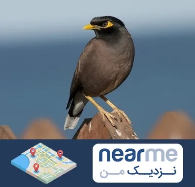 فروش مرغ مینا در نزدیک من