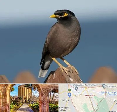 فروش مرغ مینا در شهر ری