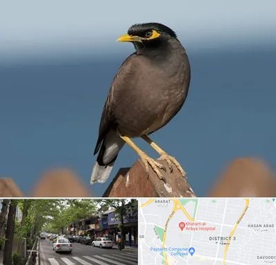 فروش مرغ مینا در ظفر 