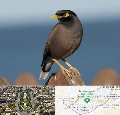 فروش مرغ مینا در نارمک 