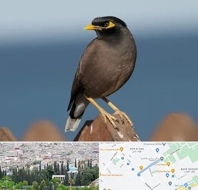 فروش مرغ مینا در محلاتی شیراز 