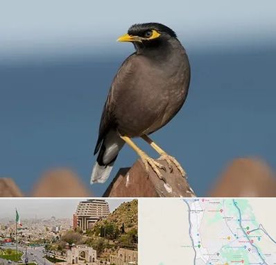 فروش مرغ مینا در فرهنگ شهر شیراز 