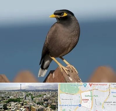 فروش مرغ مینا در گیشا 