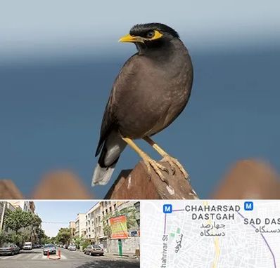 فروش مرغ مینا در چهارصد دستگاه 