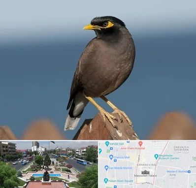 فروش مرغ مینا در بهارستان 