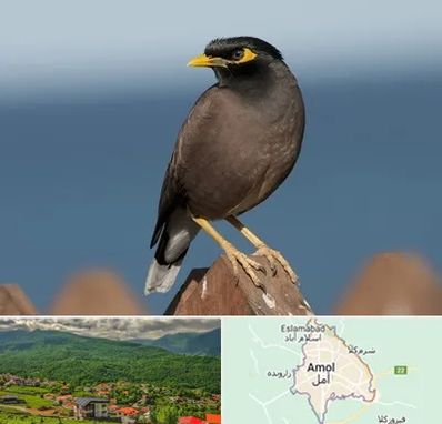 فروش مرغ مینا در آمل