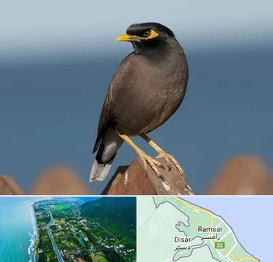 فروش مرغ مینا در رامسر