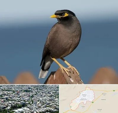 فروش مرغ مینا در شاهرود