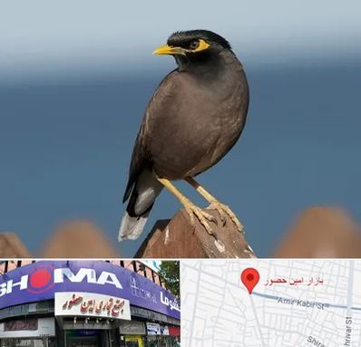 فروش مرغ مینا در امین حضور