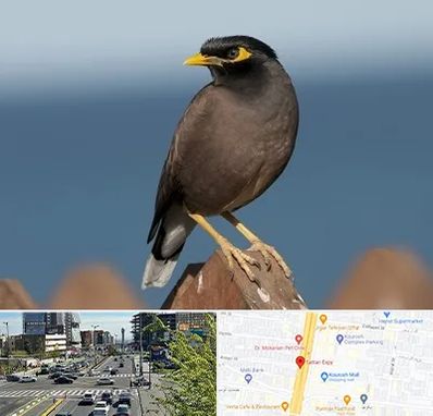 فروش مرغ مینا در ستاری 