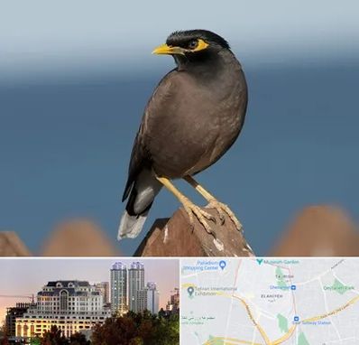 فروش مرغ مینا در فرشته 