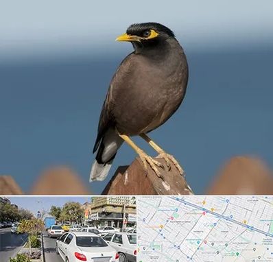 فروش مرغ مینا در مفتح مشهد 