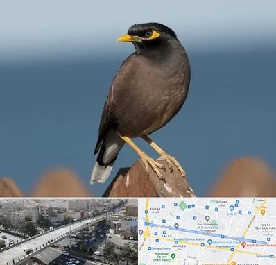 فروش مرغ مینا در فرجام 