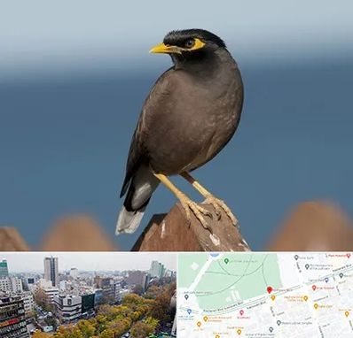 فروش مرغ مینا در بلوار کشاورز 