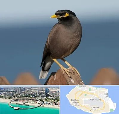 فروش مرغ مینا در کیش