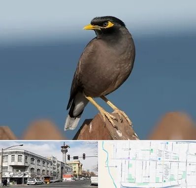 فروش مرغ مینا در 17شهریور