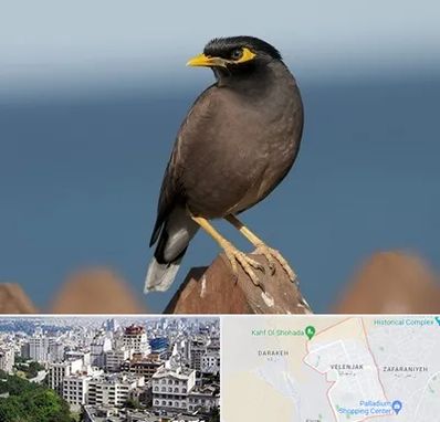 فروش مرغ مینا در ولنجک 