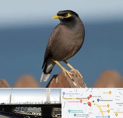 فروش مرغ مینا در پارک وی 