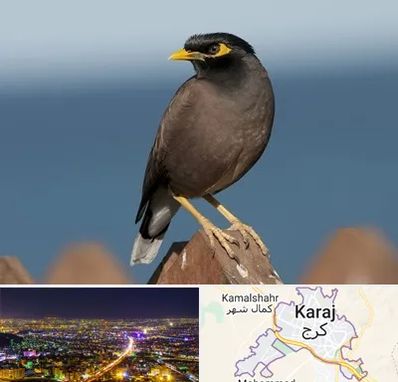 فروش مرغ مینا در کرج