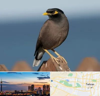 فروش مرغ مینا در غرب تهران 