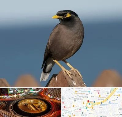 فروش مرغ مینا در میدان ولیعصر 