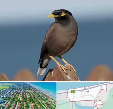 فروش مرغ مینا در نور