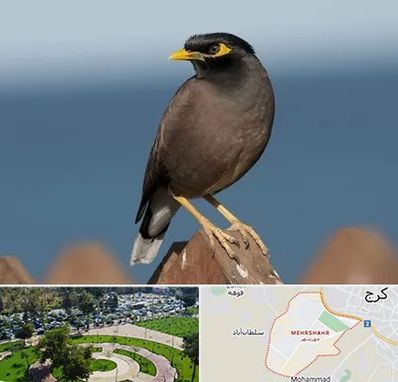 فروش مرغ مینا در مهرشهر کرج 