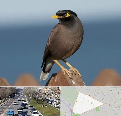 فروش مرغ مینا در احمدآباد مشهد 