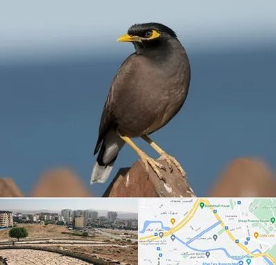 فروش مرغ مینا در کوی وحدت شیراز 