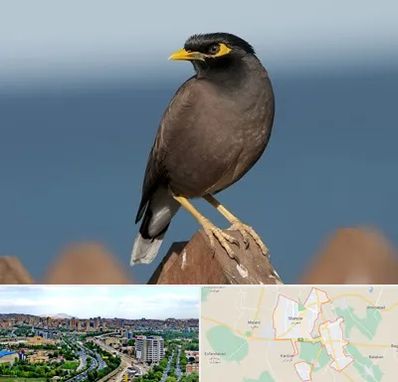 فروش مرغ مینا در شهریار