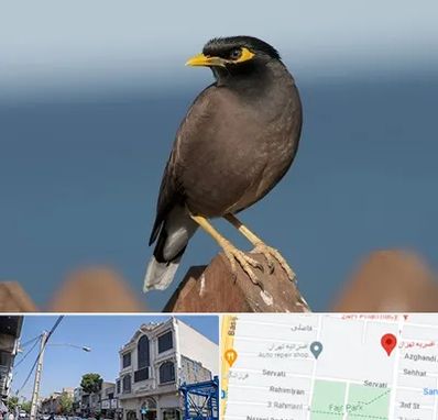 فروش مرغ مینا در افسریه 