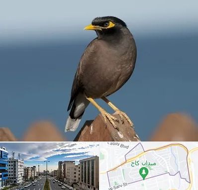 فروش مرغ مینا در سعادت آباد 