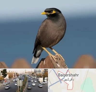 فروش مرغ مینا در باقرشهر