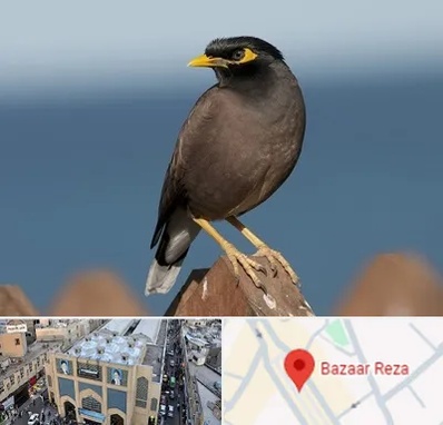 فروش مرغ مینا در بازار رضا مشهد