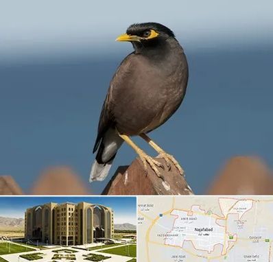 فروش مرغ مینا در نجف آباد